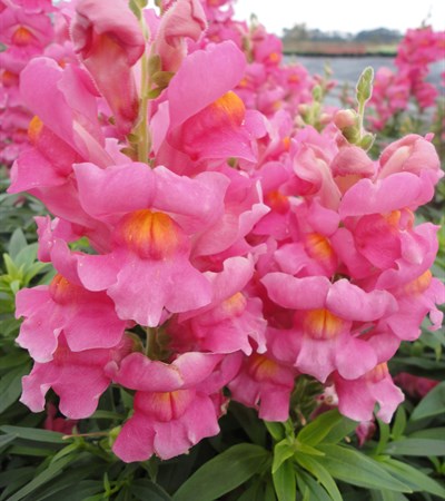 Snapdragon Speedy Sonnet Rose